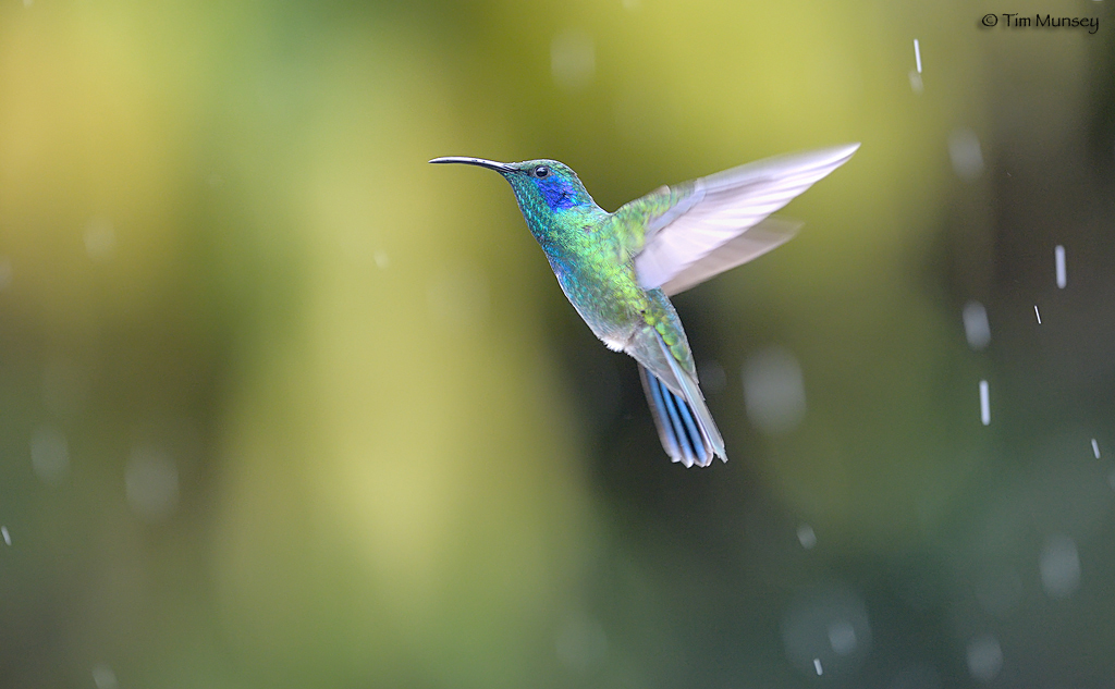 Dancing in the Rain